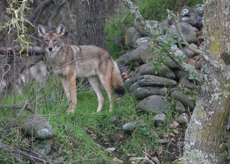 Coyote in California. Source: U.S. Fish and Wildlife Service (USFWS)
